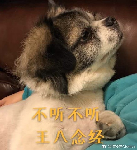 累成狗的圖片