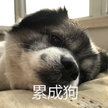 累成狗的圖片