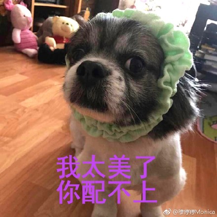 累成狗的圖片